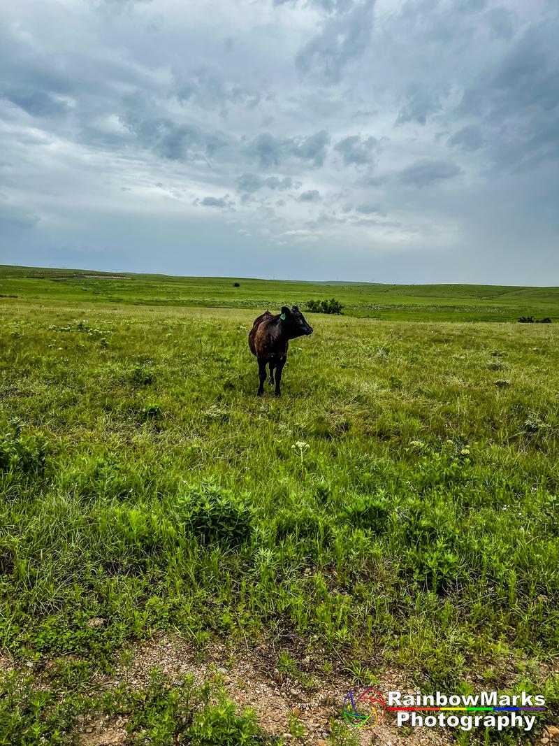 A curious cow